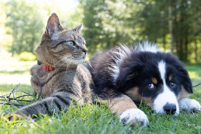 a cat and a black and white dog laying next to each other in some grass